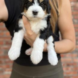Australian Labradoodle, Bernedoodle, and Cavapoo Puppies from The Poodle Co. Raising Doodles & Poodles