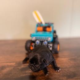 Firecracker - Black female Pug puppy in Smiths Station, Alabama from Magnolia Pugs