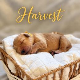 Harvest - Dark golden female Golden Retriever puppy in San Bernardino, California from Thegoldendreams1