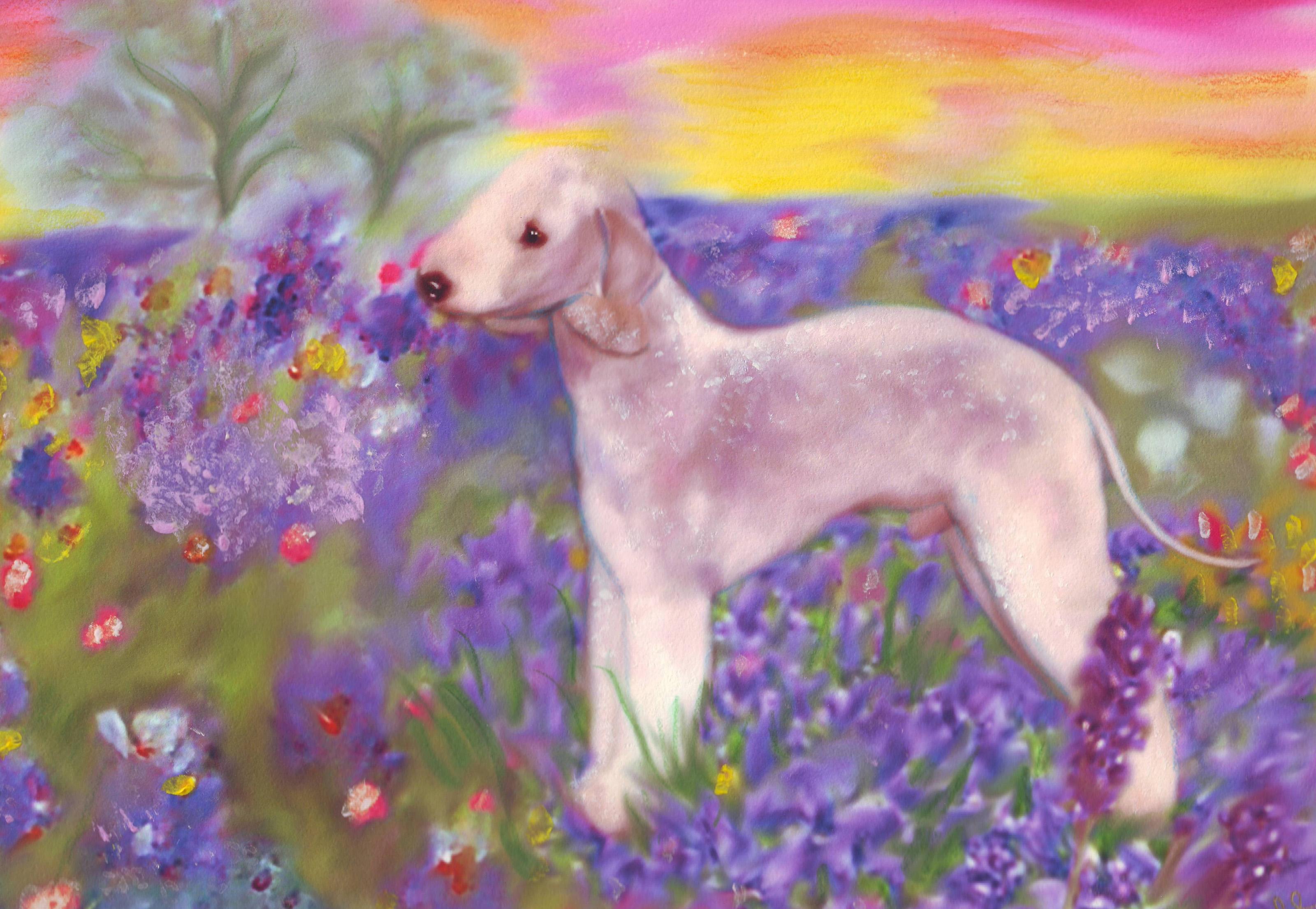 Elante Bedlingtons in Colorado Bedlington Terrier puppies Good Dog
