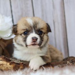 White collar - Red male Pembroke Welsh Corgi puppy in Caliente, California from Rafter Cross 7
