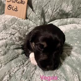 Vegas - Black tri-color female Australian Shepherd puppy in Wisconsin Dells, Wisconsin from Nicara kennel