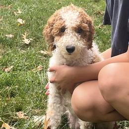 Charley - Cavapoo