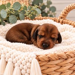 Jax - Red male Dachshund puppy in Stoneville, North Carolina from Yadkin Valley Dachshunds