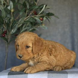 Stella - Red  female Goldendoodle puppy in Apopka, Florida from Rae Precious Puppies