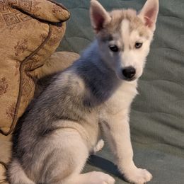 Siberian Husky Puppies from Tranton Kennels
