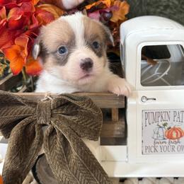 Maple - Blue female Pembroke Welsh Corgi puppy in Paxton, Illinois from McGovern Family Corgis