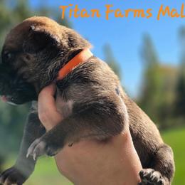 Orange - Gray and fawn male Cane Corso puppy in Yale, Michigan from Titan Farms