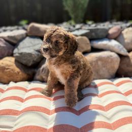 Yellow - Sable female Poodle puppy in Wisconsin Rapids, Wisconsin from Clementi Pearl Golden and Poodle