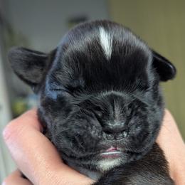 Cory - Brindle male Boxer puppy in Springfield, Missouri from ReMa Boxers