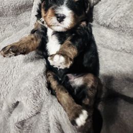 Boy 2 - Cavapoo puppy from Cavalier Girls