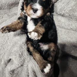 Boy 2 - Cavapoo puppy from Cavalier Girls