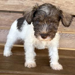 Girl 1 - Parti female Miniature Schnauzer puppy in Dunlap, Tennessee from Beards of Glory