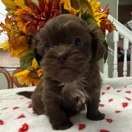 Joy - Liver and white female Shihpoo puppy in Whitehall 18052, Pennsylvania from Lilli’s Shih tzus and Shih poos