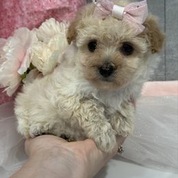 Emmy - Cream female Poodle puppy in West Plains, Missouri from Suncreek Puppies