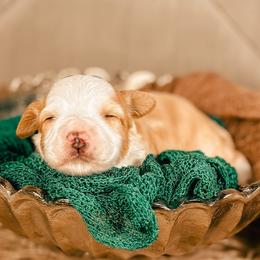 Purple - Caramel female Australian Labradoodle puppy in Decatur, Alabama from Southern Meadows Doodles