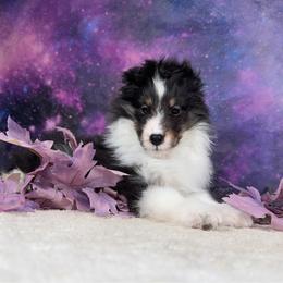Olive - Black white and tan female Shetland Sheepdog puppy in Elk, Washington from Asgard Shetland Sheepdogs