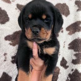 Grey - Black and mahogany female Rottweiler puppy in Mancelona, Michigan from Nicolle Stone