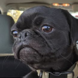 Pugs from Waylack Kennels
