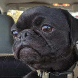 Pugs from Waylack Kennels