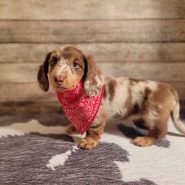 Dachshund Puppies from Brown's Valley Dachshunds