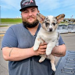 Jenny - Blue merle and white female American Corgi puppy in Shawnee, Oklahoma from Sunray Ranch