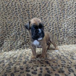 Brown collar - Brindle male Boxer puppy in Anderson, South Carolina from Stillwater Kennel