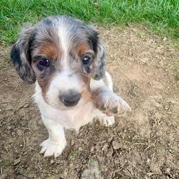 Dolly - Piebald female Dachshund puppy in Utica, Ohio from Poodle Me Crazy