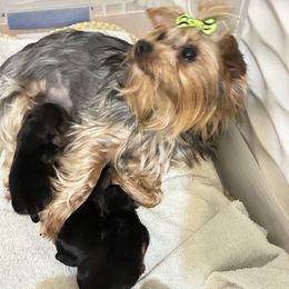 Tessa - Yorkshire Terrier