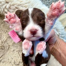 Hot pink ras - Brown and white female Bernedoodle puppy in Curtice, Ohio from The Pink Doghouse