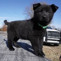 Onyx - Black male German Shepherd puppy in Muldrow, Oklahoma from Reizarf Kennels