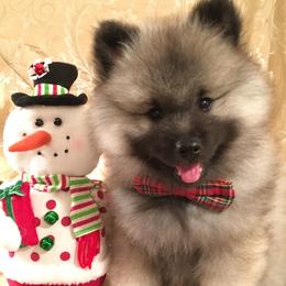 Keeshond Puppies from Geatland Keeshonden