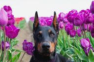 A black and rust doberman lays between purple tulips