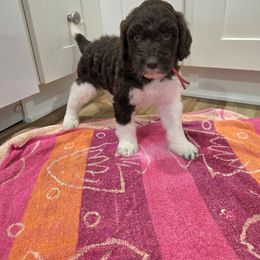 Cookie - female Newfypoo puppy in Mckenzie, Tennessee from Small Town Doodles & Poodles