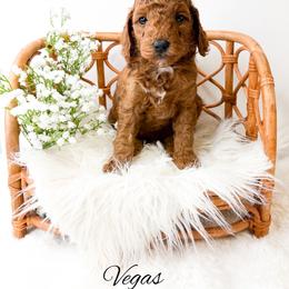 Vegas - Red  male Goldendoodle puppy in from Pink Poodles and Doodles