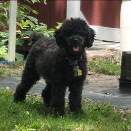 Marli - Poodle