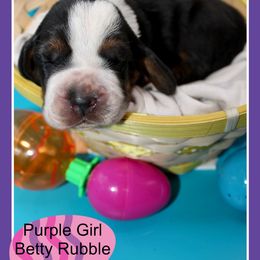 Girl 2 - Basset Hound puppy in Texas from Basset Hounds of Jacksboro, Tx