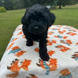 Green-Mini - Black male Goldendoodle puppy in Millville, New Jersey from Michelle's Doodles