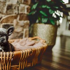 French Bulldog Puppies from Kayla's French Bulldogs