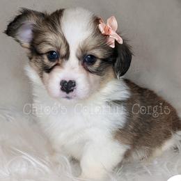 American Corgis, Cardigan Welsh Corgis, and Pembroke Welsh Corgis from Chloe's Colorful Corgis