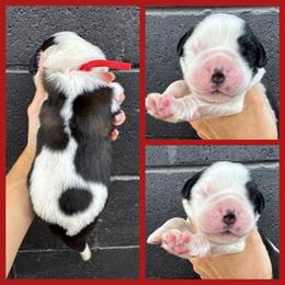Red - Mahogany and white male Saint Bernard puppy in Ladysmith, Wisconsin from Northwoods Saint Bernards