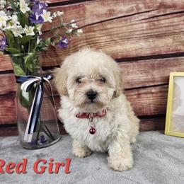 Timber  (2500) (500 discount today) - Cream female Poodle puppy in Salt Lake City, Utah from Premier Paws