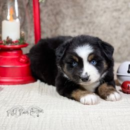 Miniature Australian Shepherd and Toy Australian Shepherd Puppies from Pistol Paws Aussies