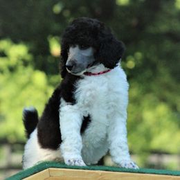 Poodle Puppies from Chapel Hill Poodles