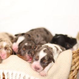 Hereford - male Australian Mountain Doodle puppy in Spanish Fork, Utah from Little Puppy Co.
