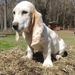 Jameson - Lemon and white male Basset Hound puppy in Newton Grove, North Carolina from MGA Basset Hound