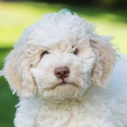 Bianca - Off-white Lagotto Romagnolo puppy in Silverton, Oregon from Briarwood Lagotto Romagnolos