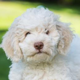 Bianca - Off-white Lagotto Romagnolo puppy in Silverton, Oregon from Briarwood Lagotto Romagnolos