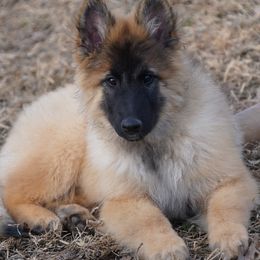 Austin - Mahogany and black male Belgian Tervuren puppy in South Point, Ohio from Aftershock Belgians