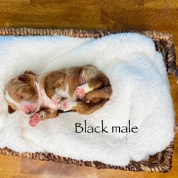 Ace - Red  male Goldendoodle puppy in Springville, Utah from JW Doodles